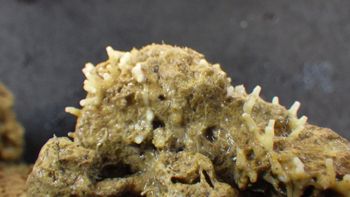 Media type: image;   Invertebrate Zoology 153498 Description: Live specimen.;